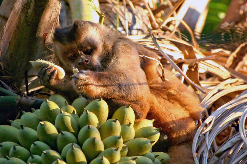 Kapuzineraffe isst Bananen