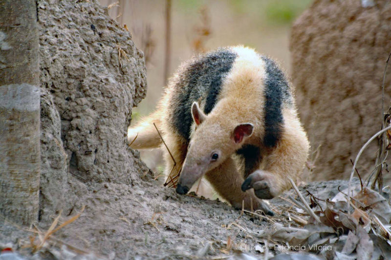 Ameisenbär sucht Ameisen