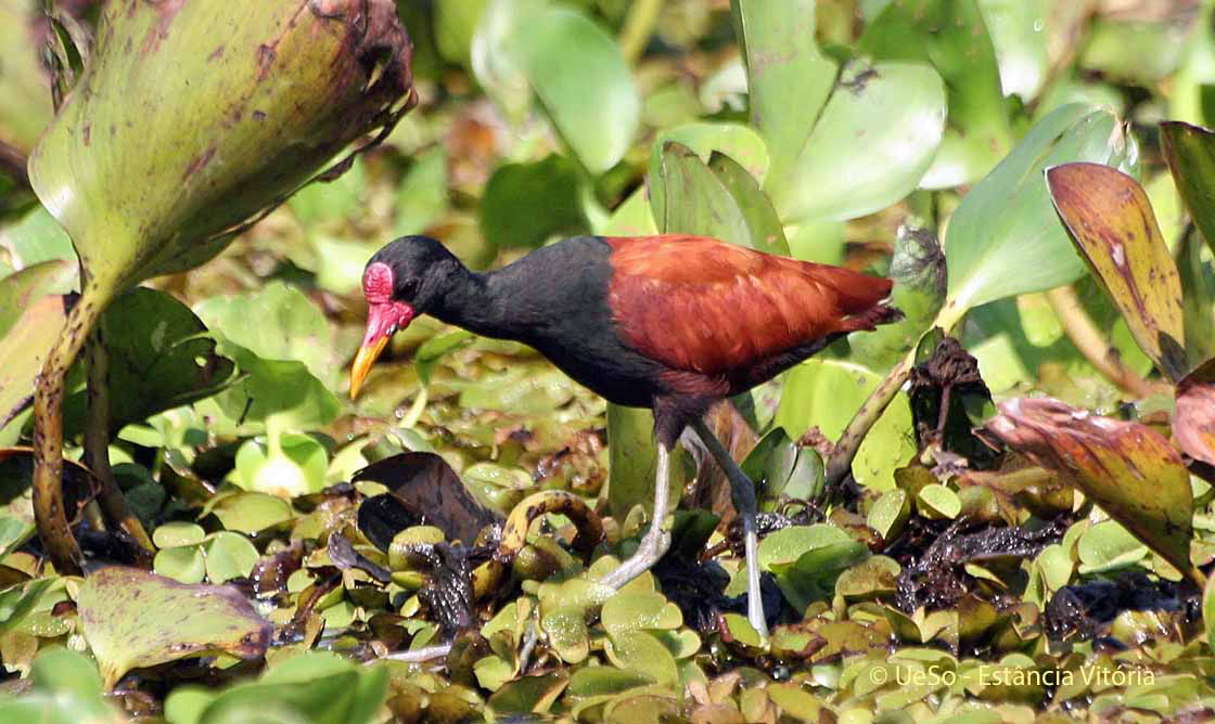 Blatthühnchen im Pantanal, Jacana jacana