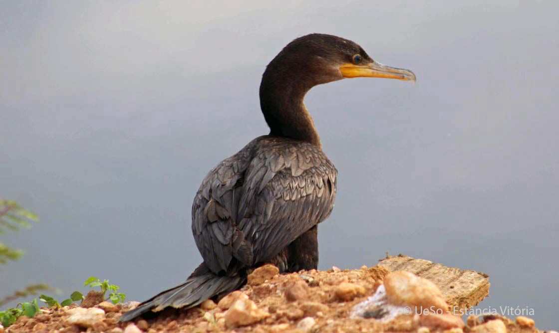 Brasil-Scharbe, Phalacrocorax brasilianus