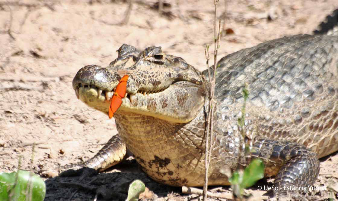 Brillenkaimane sind häufig im Pantanal, Caiman yacare