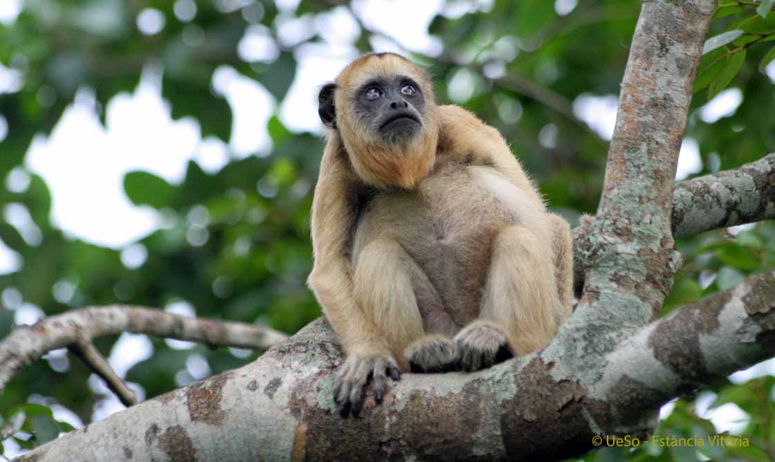 Brüllaffe, Alouatta caraya