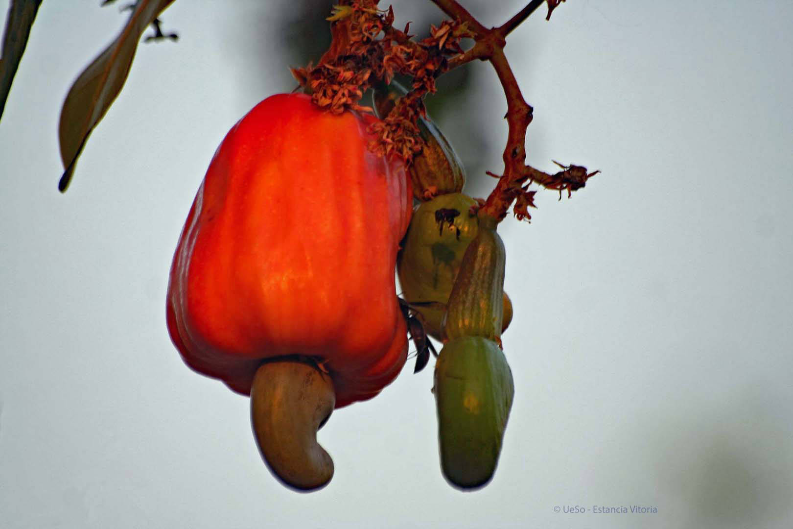 Cashew, Frucht mit Nuss