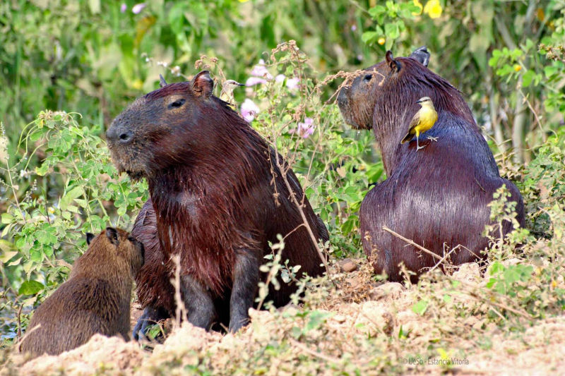 Capivara