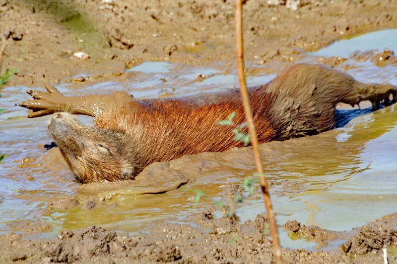 Capivara suhlt im Schlamm