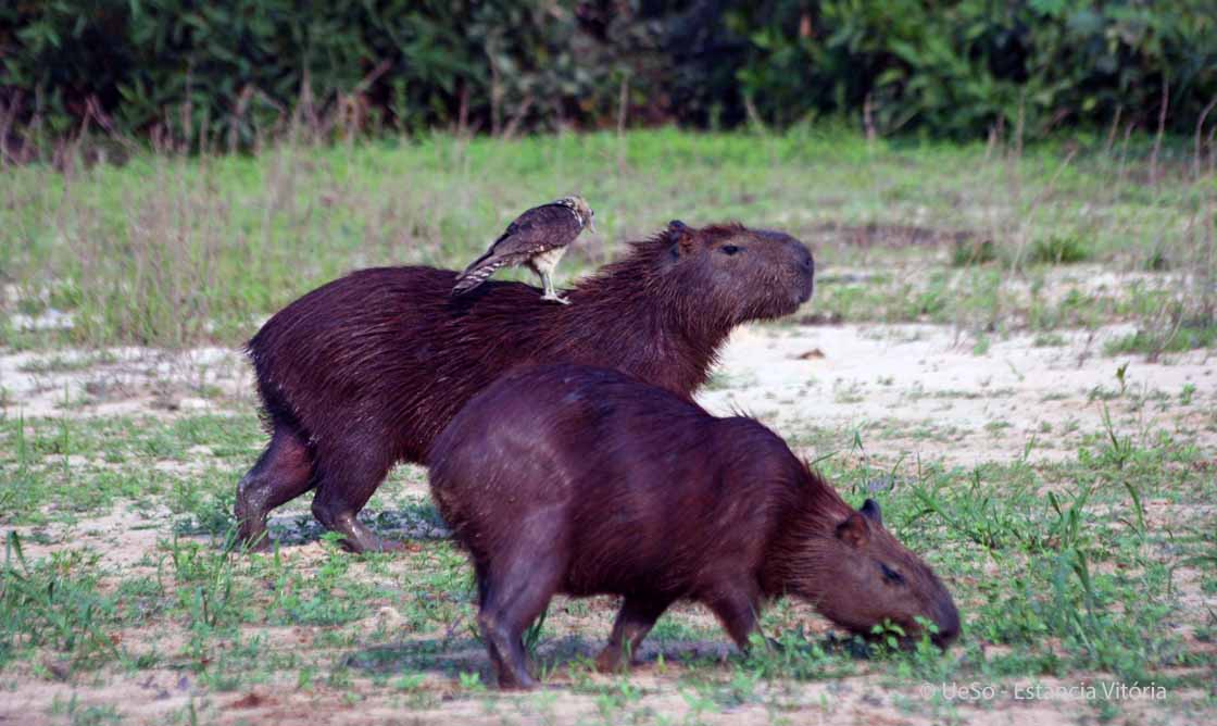 Capivara, Hydrochaeris hydrochaeris