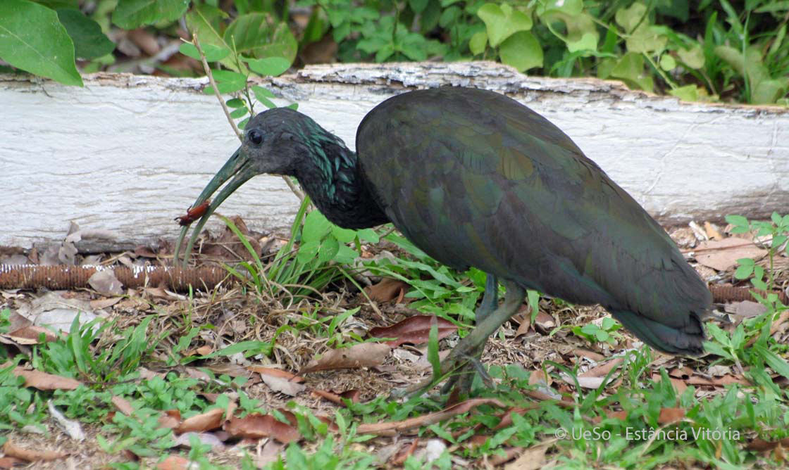 Cayenne-Ibis, 