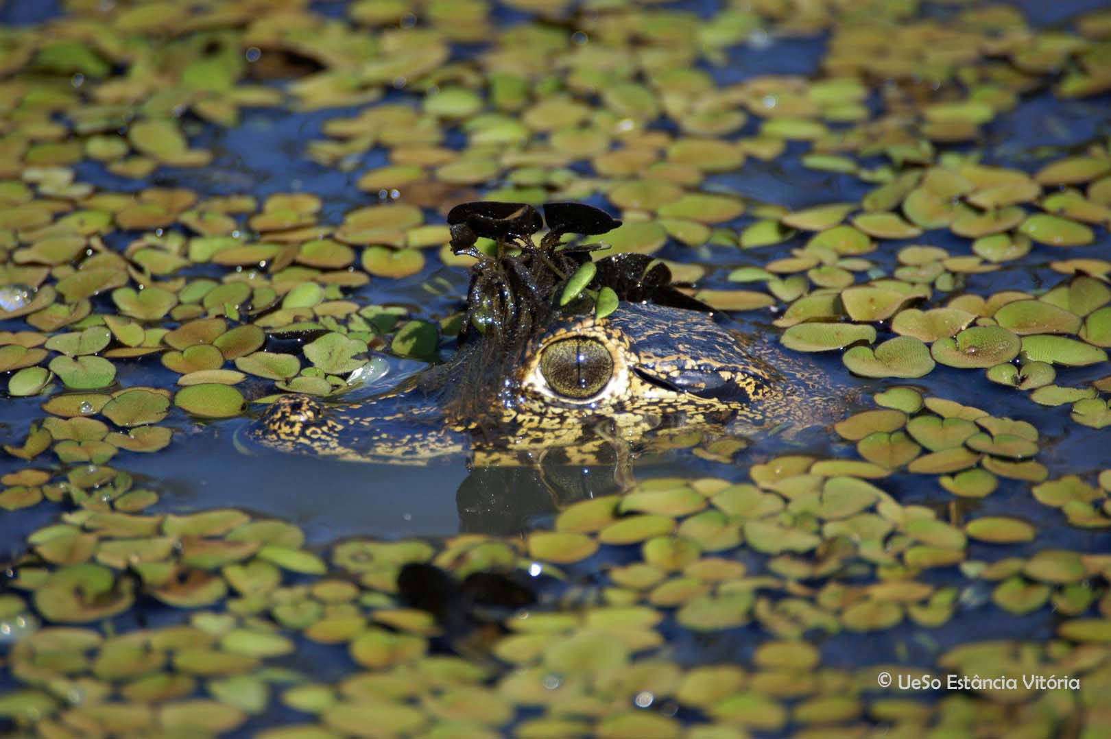 Caiman yacare, Brillenkaiman