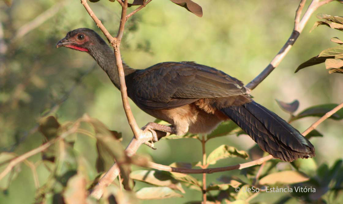 Chaco-Guan, Chacotschatschalaka