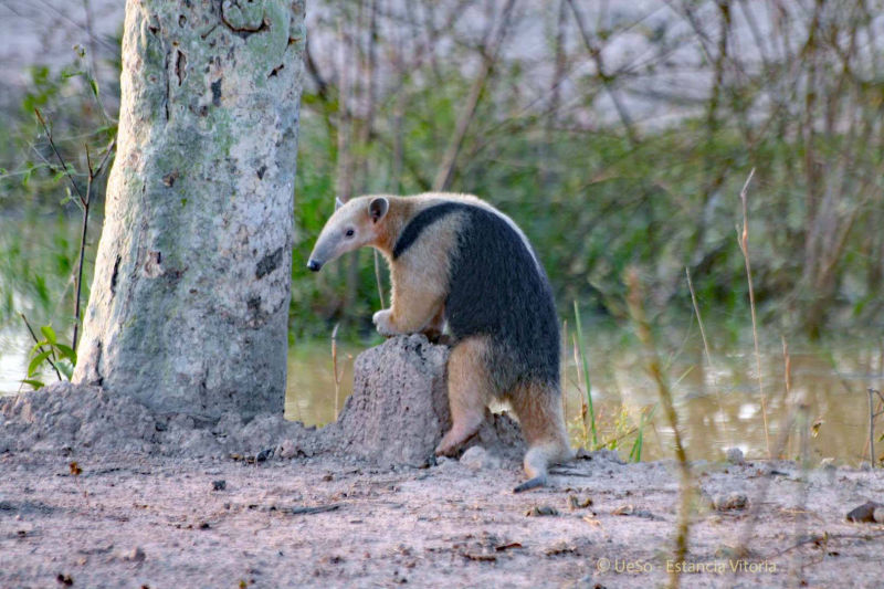 Ameisenbär