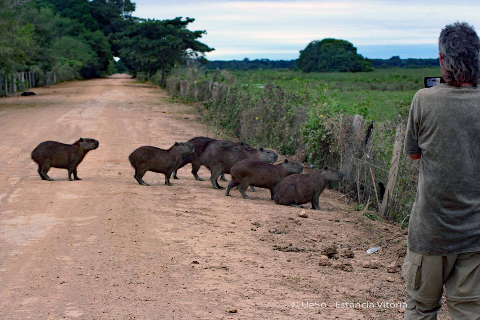 Capivaras auf der Transpantaneira