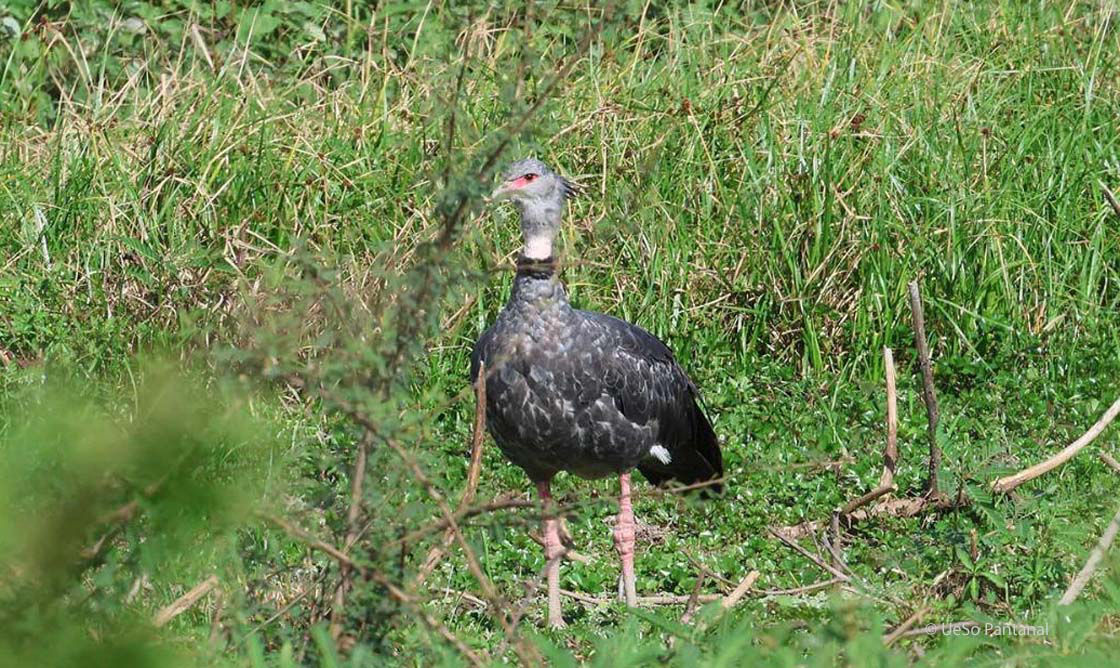 Halsband-Wehrvogel, Chauna torquata