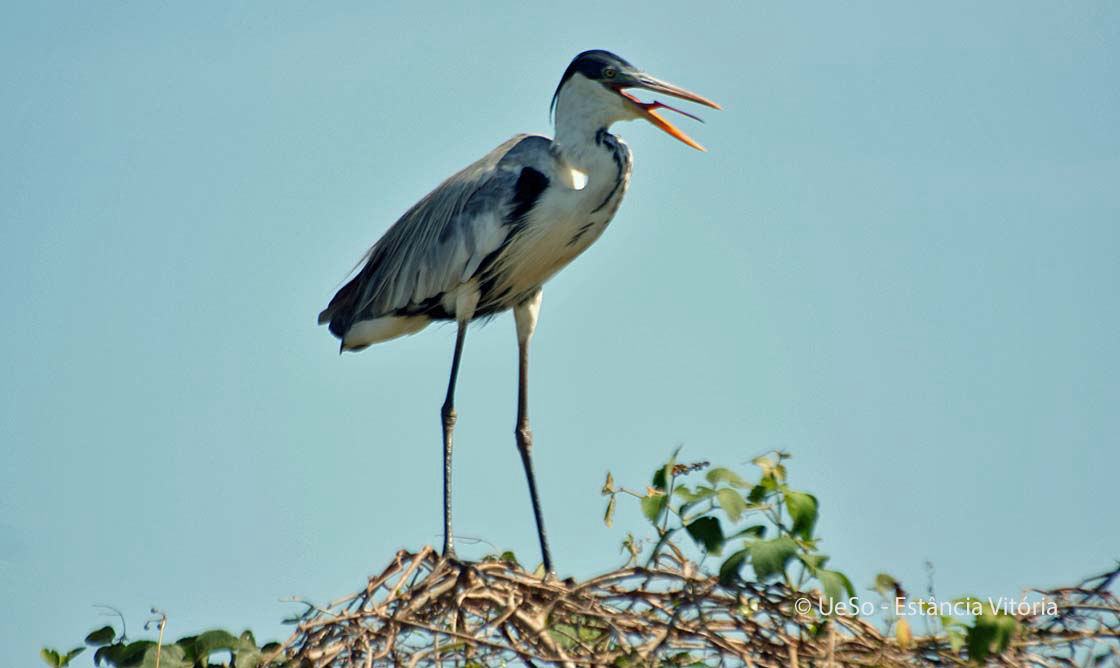 Cocoireiher, Ardea cocoi