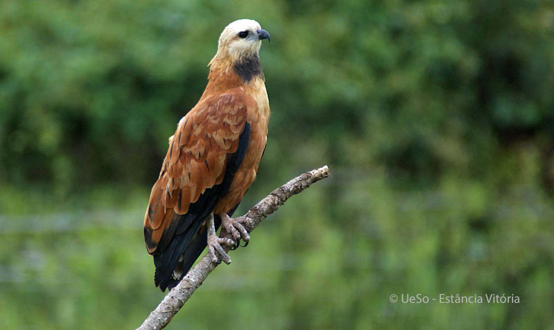 Fischbussard, Busarellus nigricollis