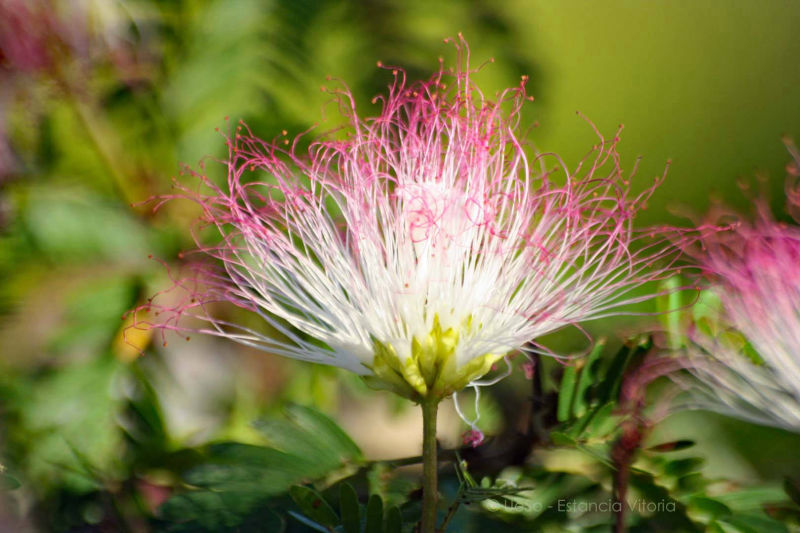 Flora im Schwemmland