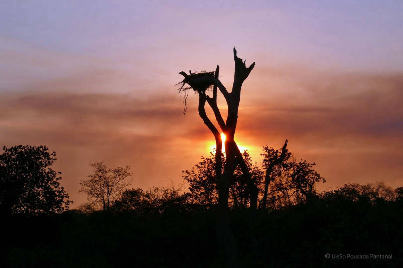 Tukannest im Sonnenuntergang