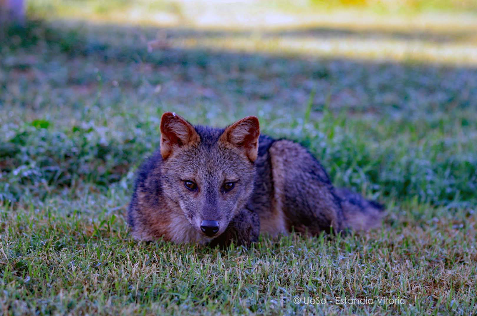 Fuchs in unserem Garten