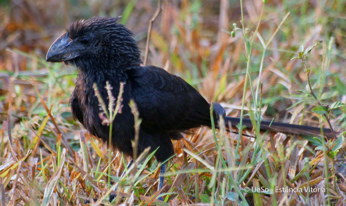 Glattschnabelani, Crotophaga ani