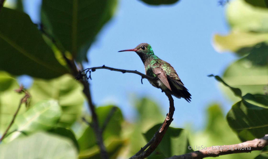 Glitzer-Amazilie, Amazilia fimbriata