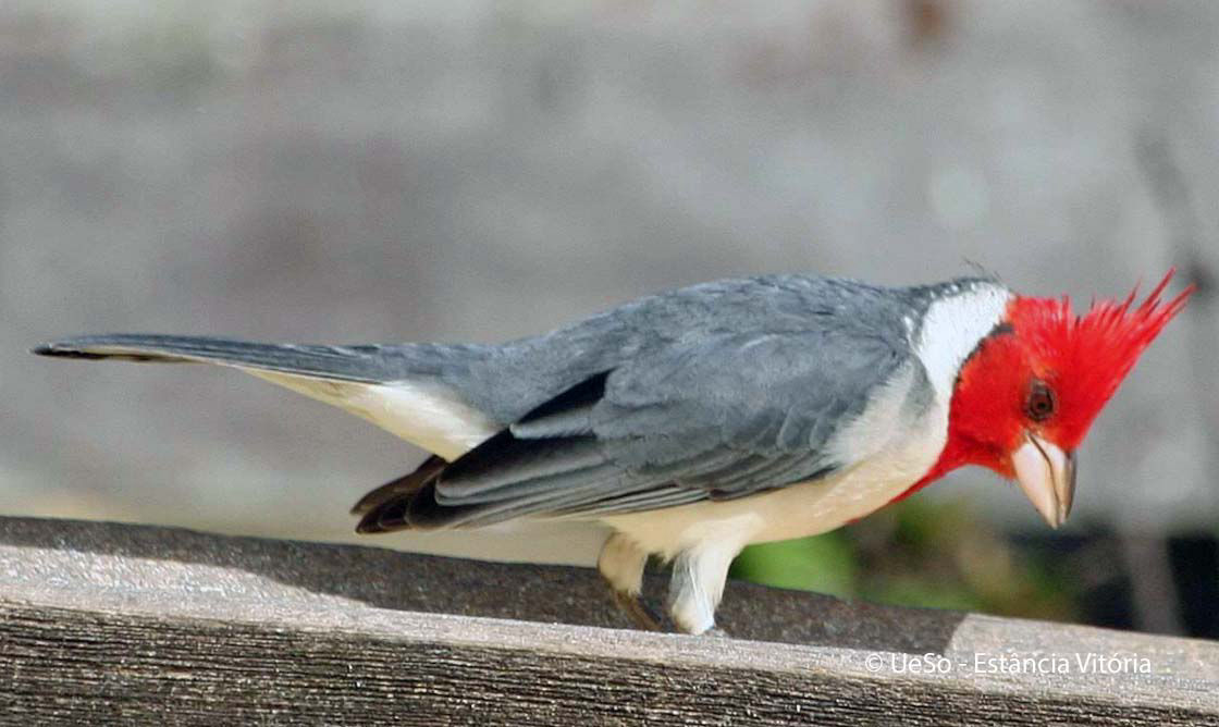 Graukardinal, Paroaria coronata