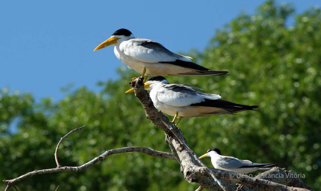 Grossschnabelseeschwalbe, Phaetusa simplex