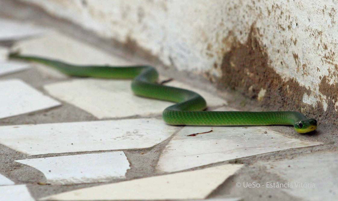 Grüne Goldbauchnatter, Liophis typhlus