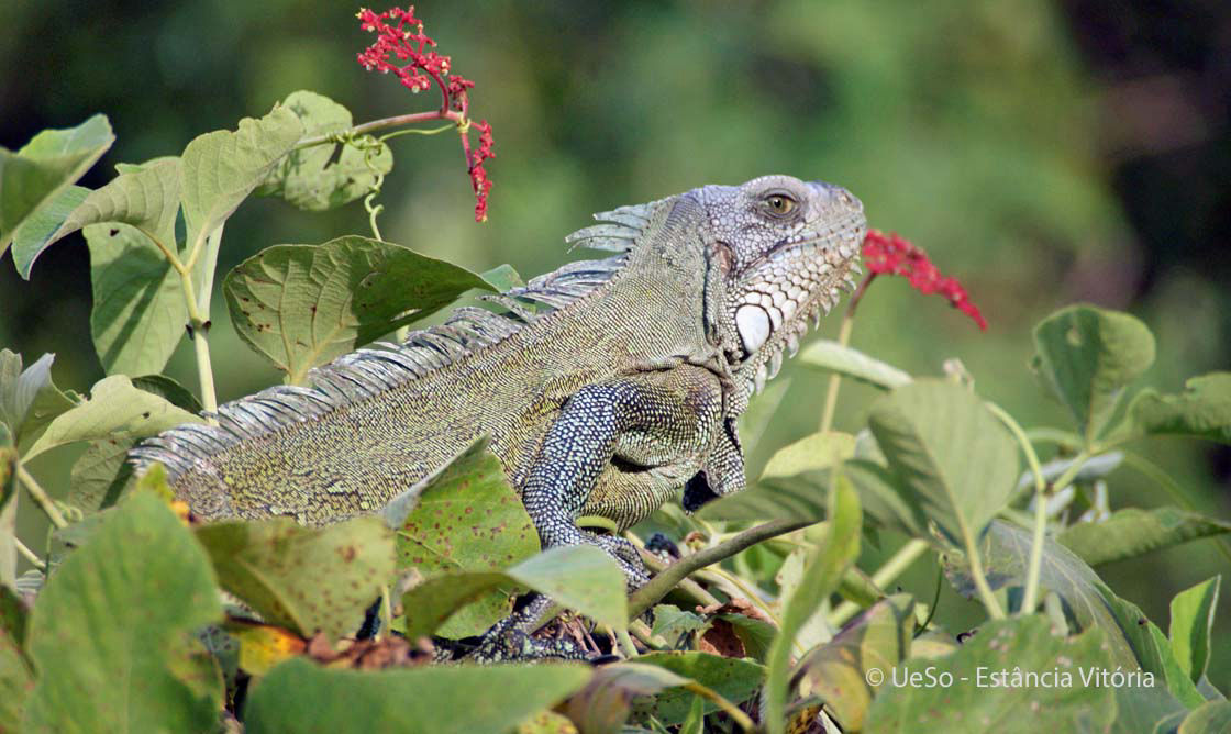 Grüner Leguan, Iguana iguana