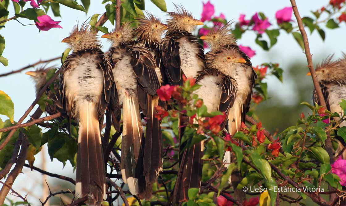 Guirakuckuck, Guira guira 