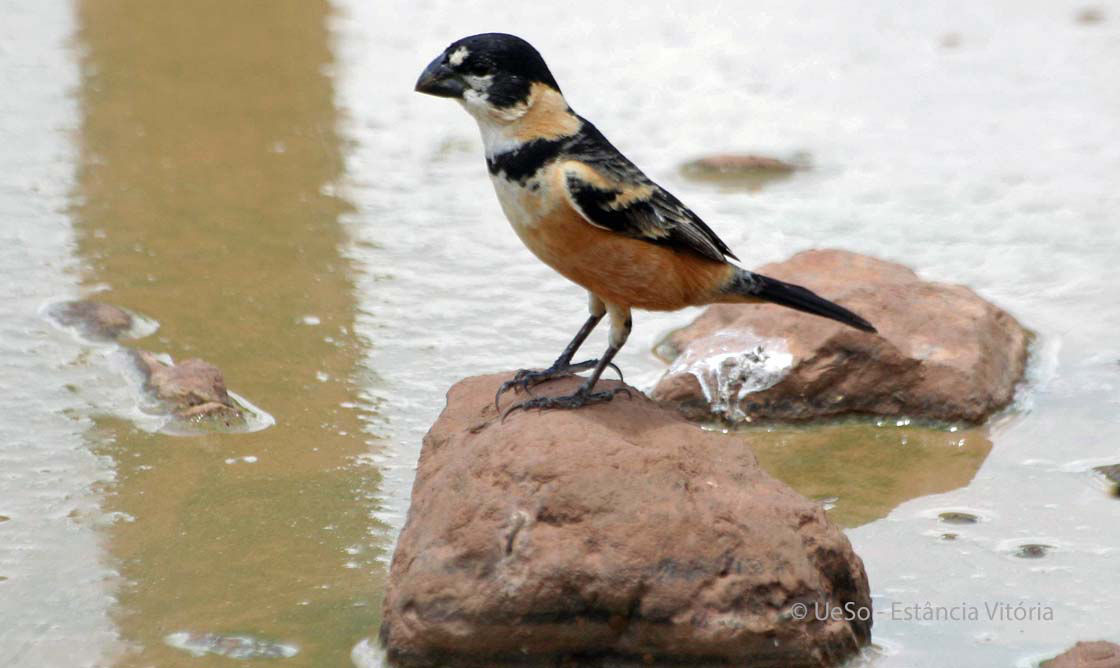 Halsbandpfäffchen, Sporophila collaris