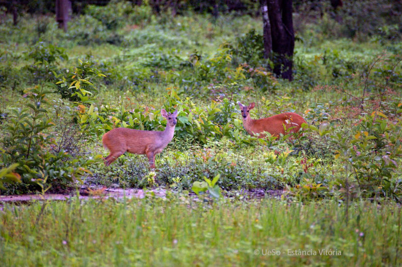 Pantanalhirsch