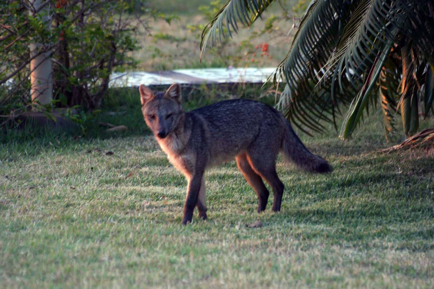 Pantanalfuchs im Garten vor der der Pousada