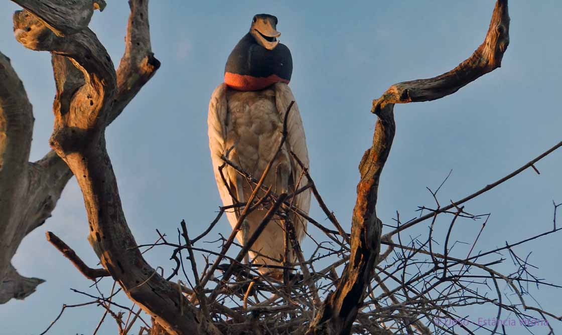 Jabiru, Jabiru mycteria