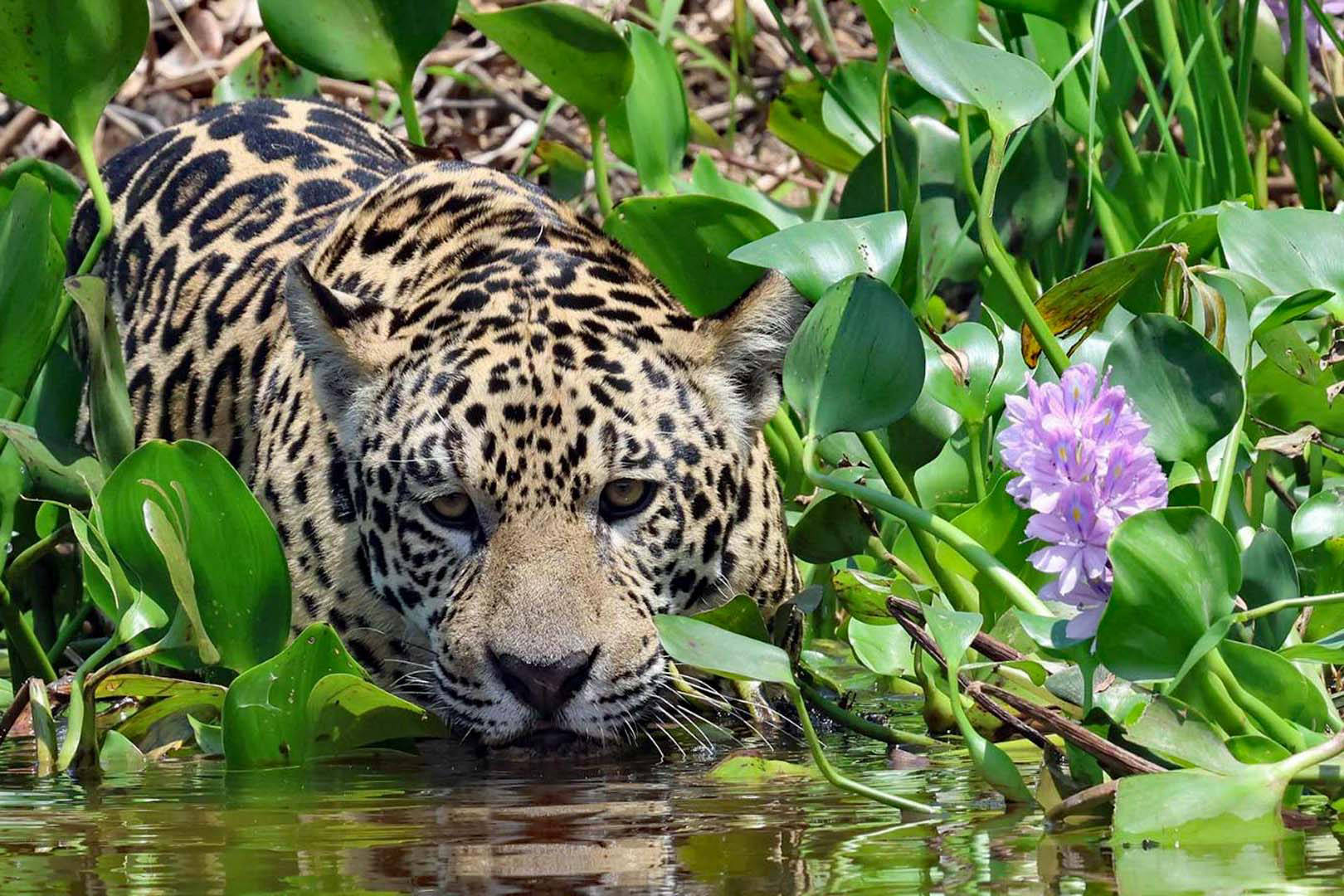 Jaguar mit Wasserlilie am Fluss