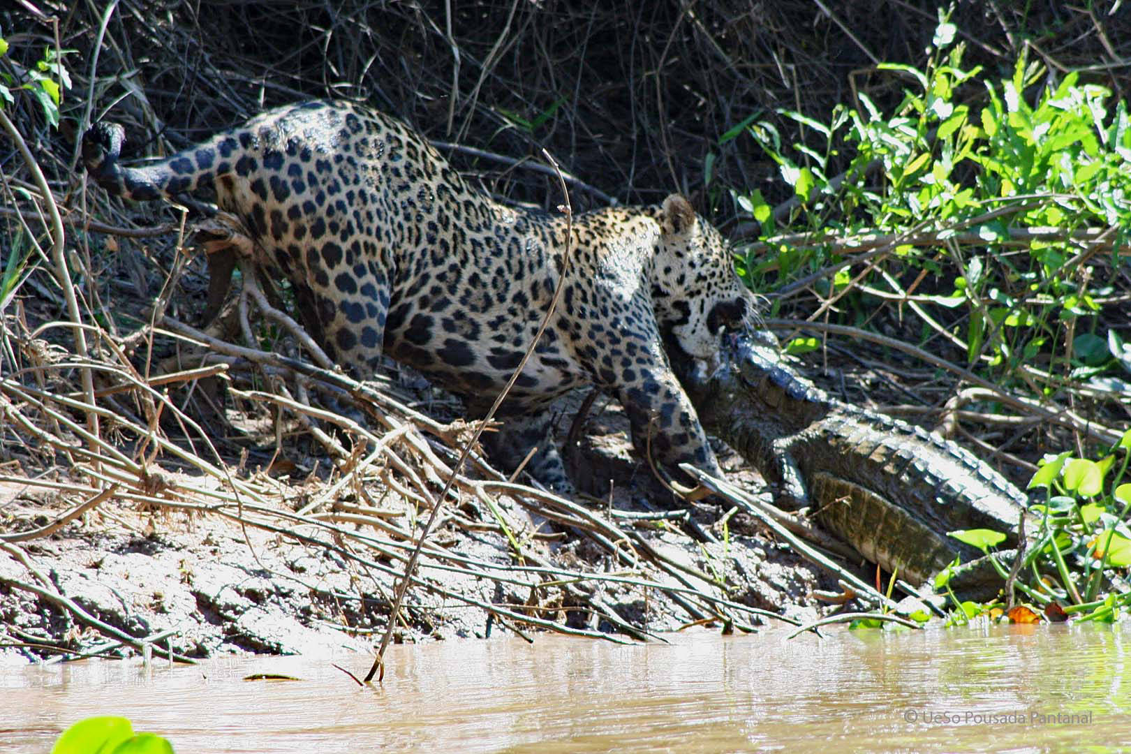 Jaguar während Bootsafari in Porto Jofre