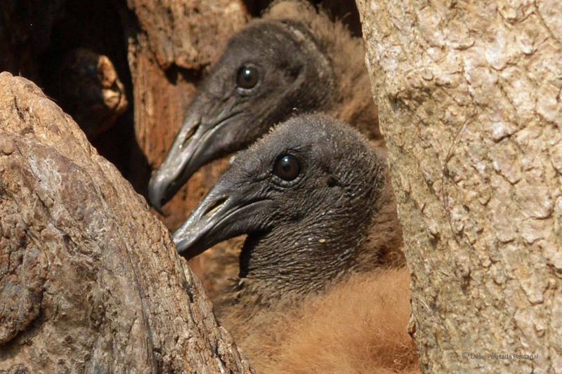 Junge Rabengeier im Pantanal