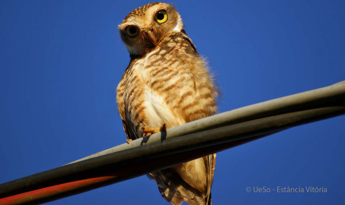 Kaninchenkauz, Athene cunicularia 