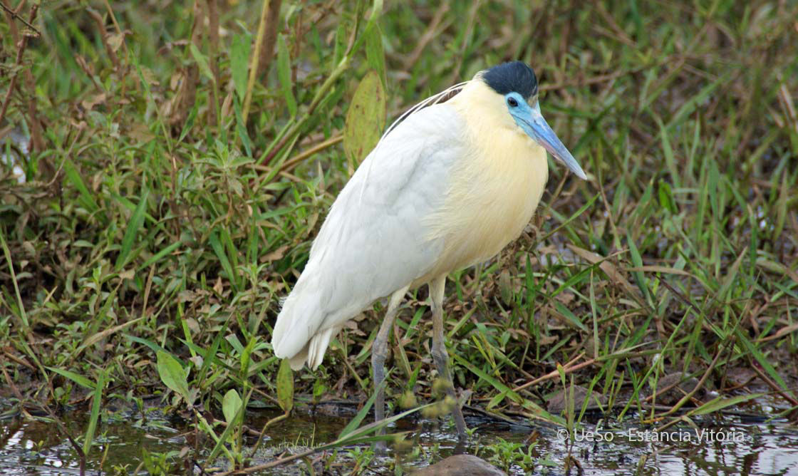 Kappenreiher, Pilherodius pileatua