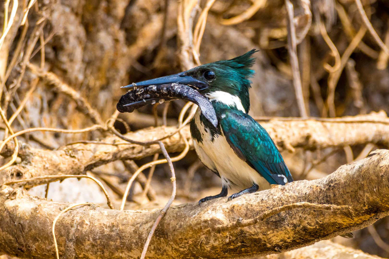 Fischen auf dem Rio Claro