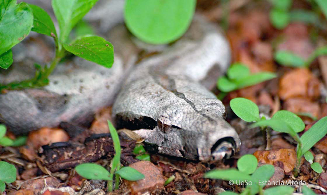 Königsboa, Boa constrictor