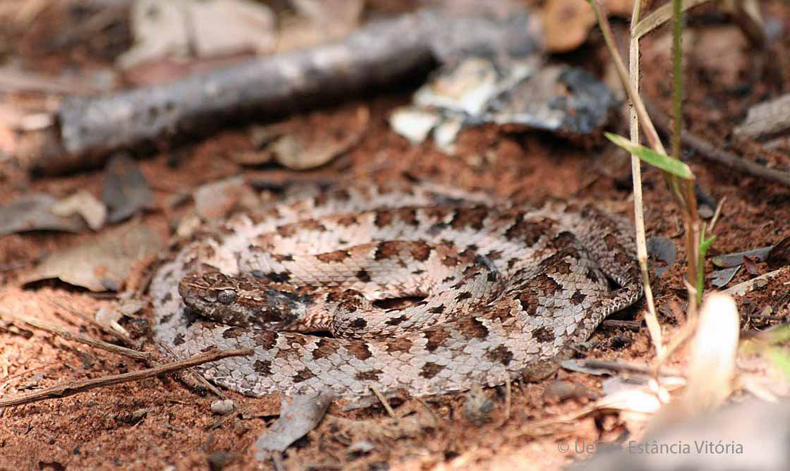 Lanzenotter, Bothrops mattogrossensis