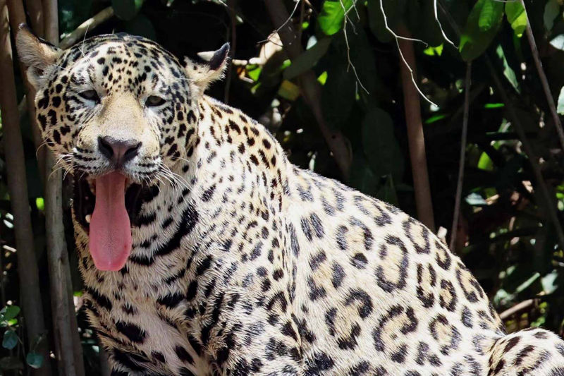 Jaguar auf Sandbank, Zunge draussen