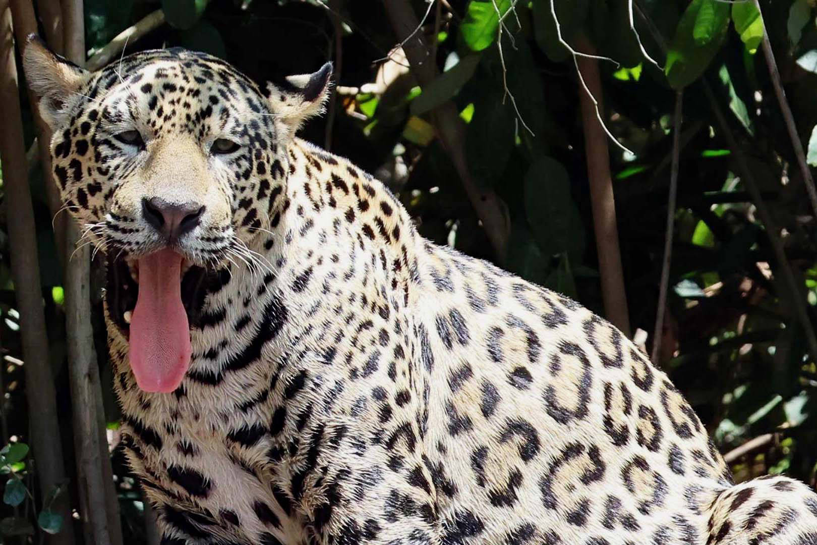 Jaguar auf Sandbank, Zunge draussen