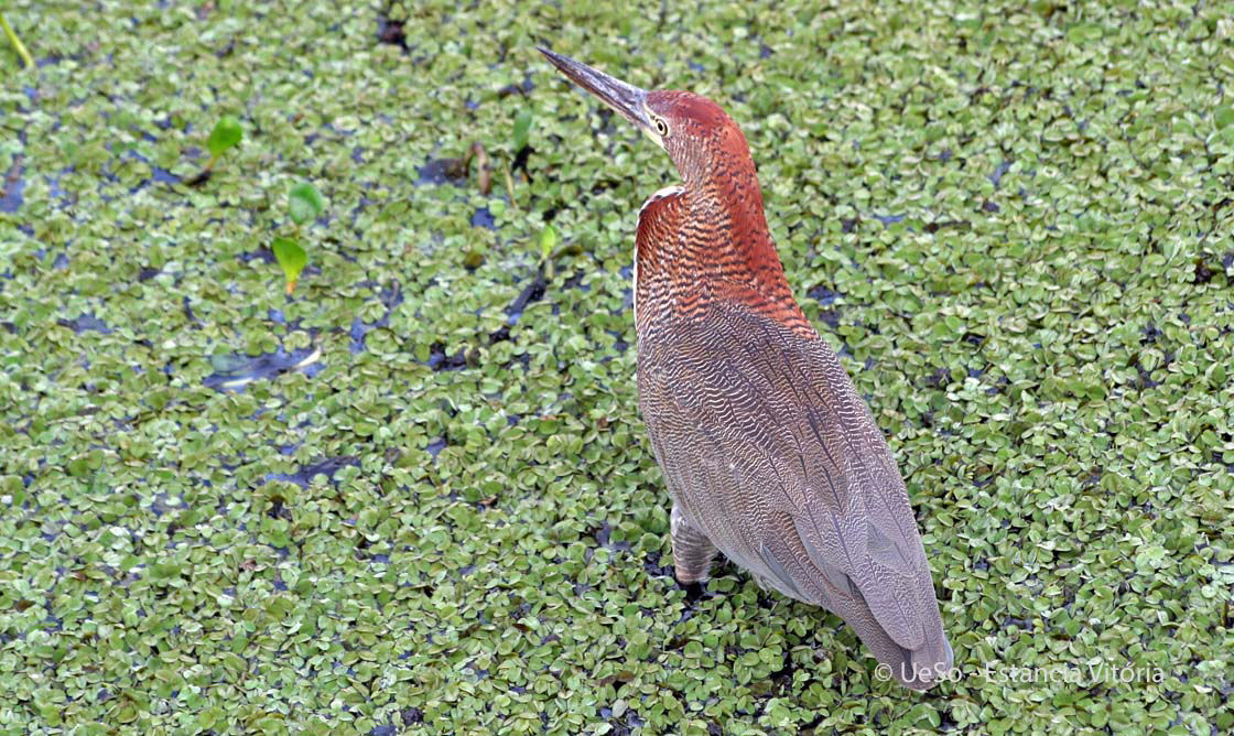 Marmorreiher, Tigrisoma lineatum