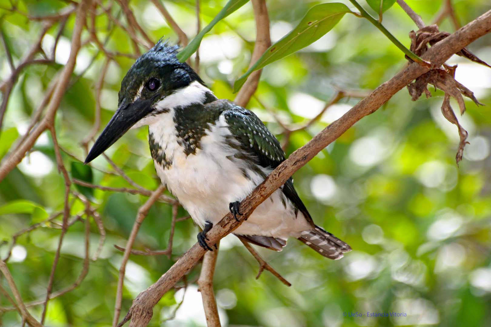 Eisvogel