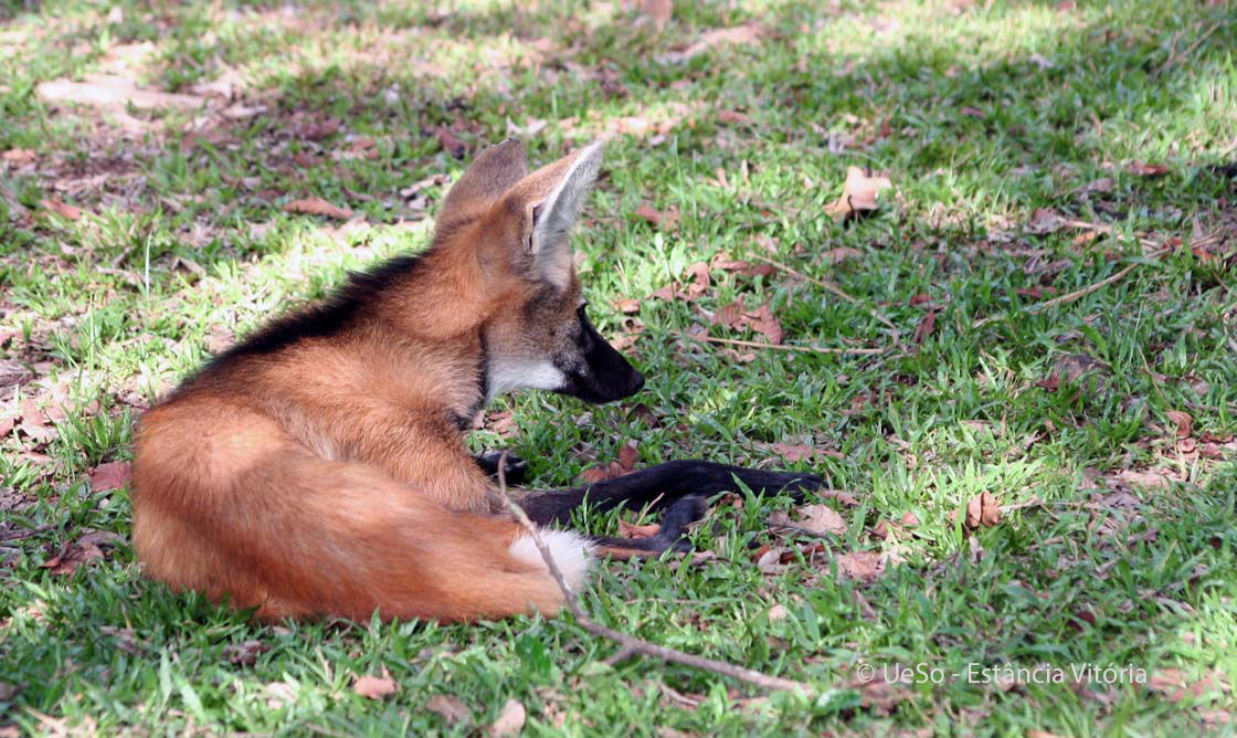 Mähnenwolf, Chrysocyon brachyurus