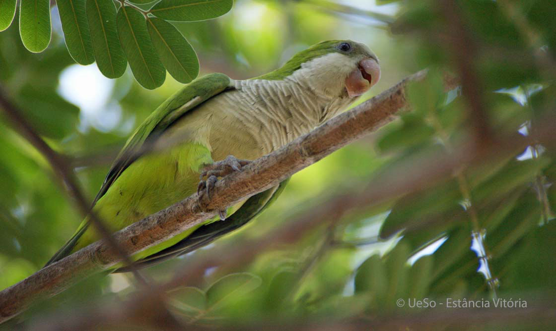 Mönchssittich, Myiopsitta monachus