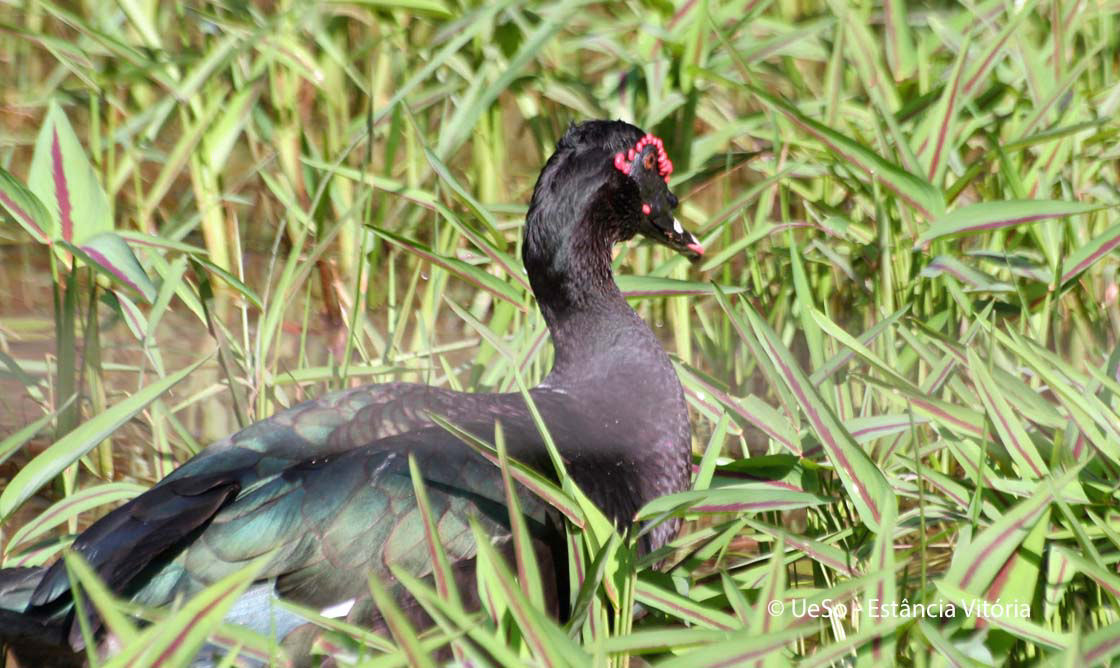 Moschusente, Cairina mochata