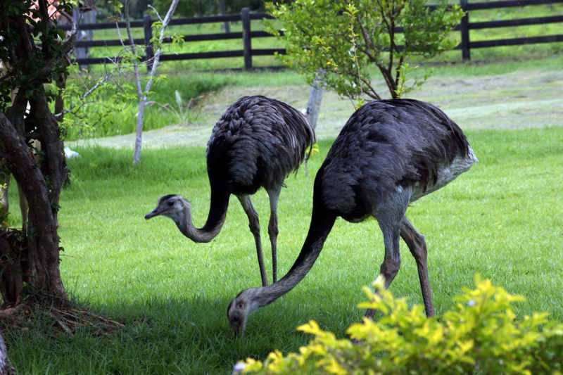 Nandus Vögel im Garten, Strausse