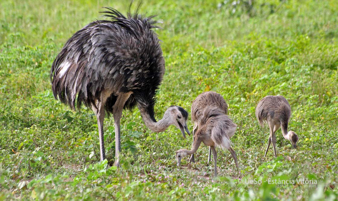 Nandu, Rhea americana