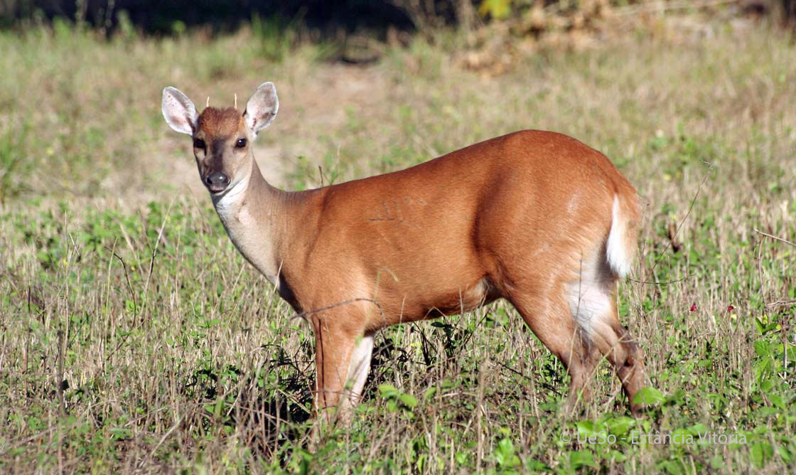 Grossmazama, Mazama americana